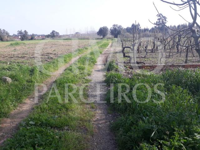 Terreno agrícola Bustos