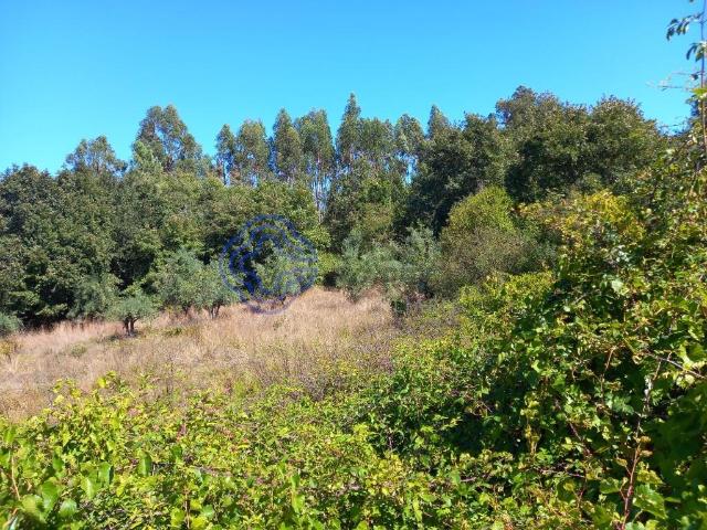 Terreno agrícola com uma ribeira a 10 minutos de Dornes