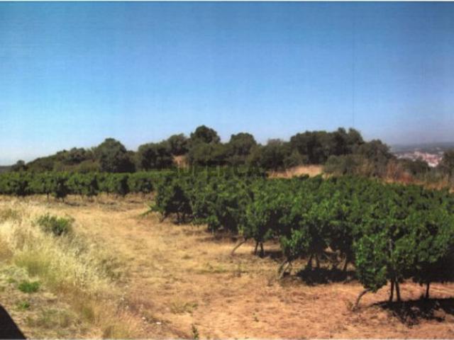 Terreno_Investimento_Vitivinicola_Torres Vedras