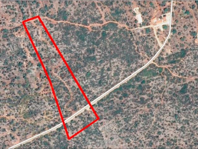 Terreno Agrícola com Alfarrobeiras