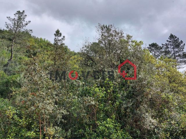 Terreno Agrícola com alguma árvores de fruto