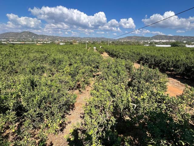 Terreno Agrícola com Pomar – Conceição de Faro