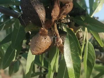 Terreno Agrícola com Rentabilidade Olival, Amendoeiras em Trevões