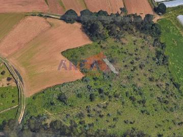 Terreno agrícola e florestal São Martinho da Gândara, Oliveira de Azeméis