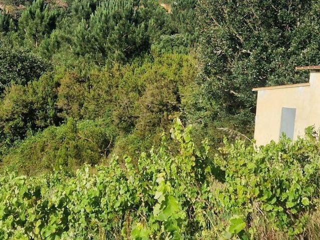 Terreno Agrícola em Mafra