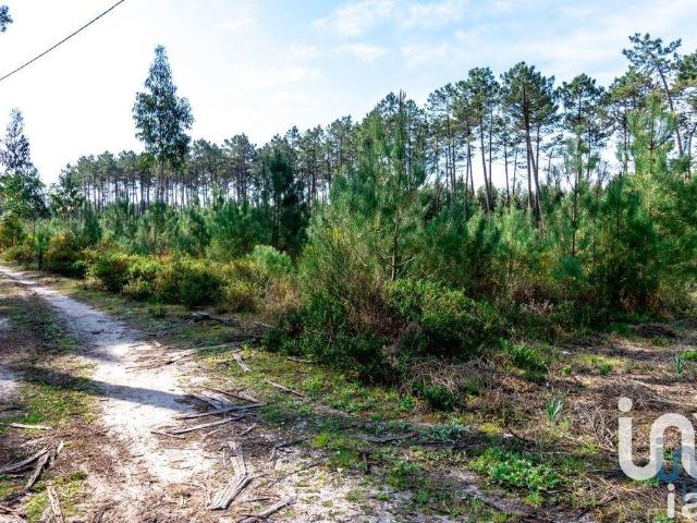 Terreno Agrícola em Marinha Grande