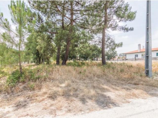 Terreno Agrícola em Marinha Grande
