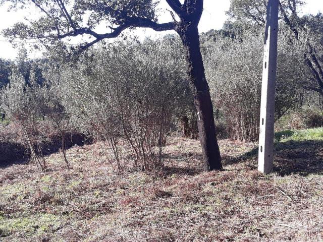 Terreno Agrícola em Monchique