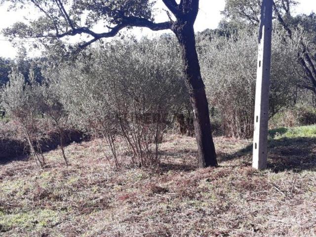 Terreno Agrícola em Monchique