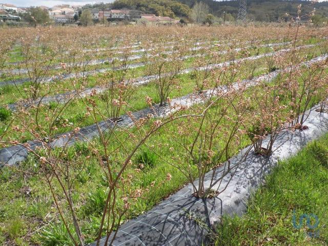 Terreno Agrícola em Orjais de 13681,00 m²