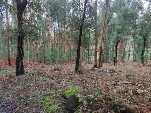 Terreno Agrícola em Bela