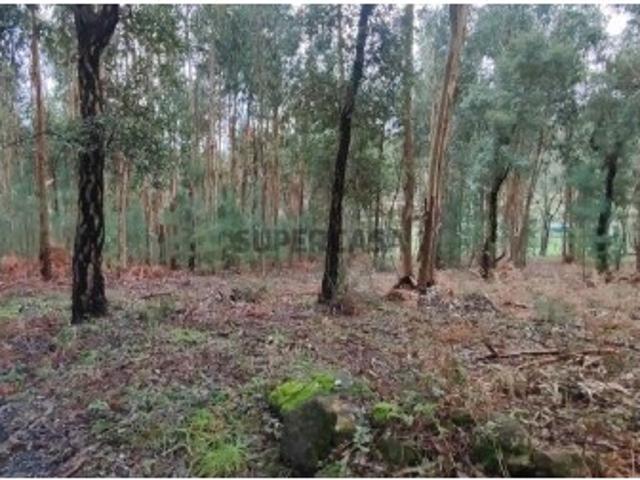 Terreno Agrícola em Bela