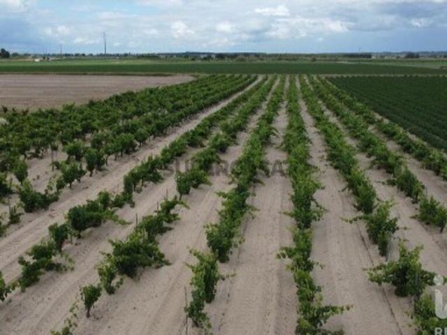 Terreno Agrícola em Benfica do Ribatejo