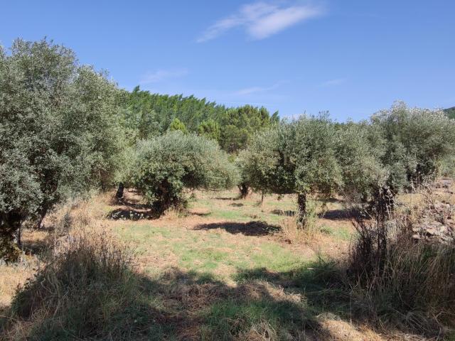 Terreno Agrícola em Benquerença, Penamacor 8700€