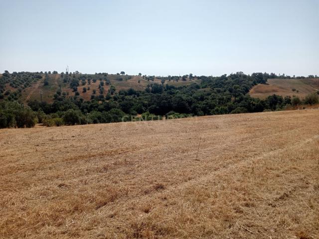 Terreno Agrícola em Brogueira, Torres Novas 13640m²