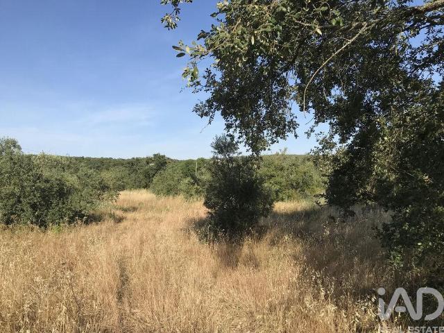 Terreno Agrícola em Chãos