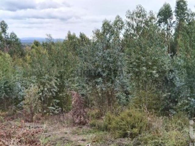 Terreno Agrícola em Graça