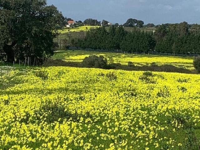 Terreno Agrícola em Palmela