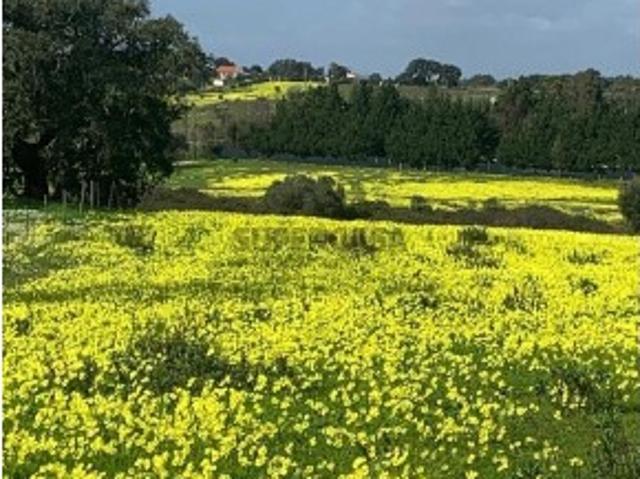 Terreno Agrícola em Palmela