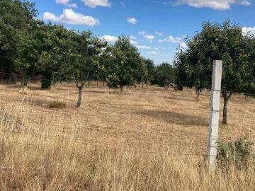 Terreno Agrícola em Pinela, Bragança
