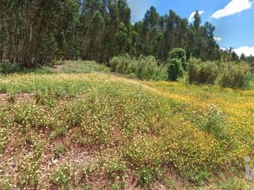 Terreno Agrícola em Rio Maior