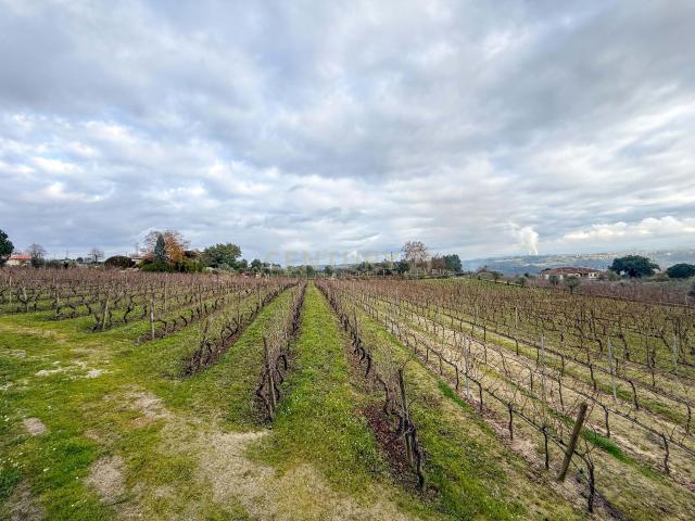 Terreno agrícola em São João de Lourosa, Viseu