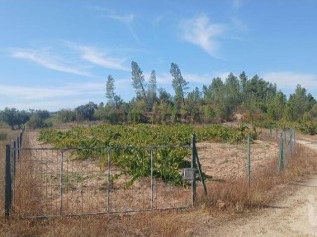 Terreno Agrícola em Sarzedas