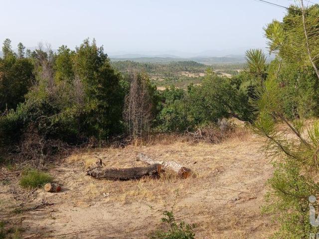 Terreno Agrícola em Sarzedas