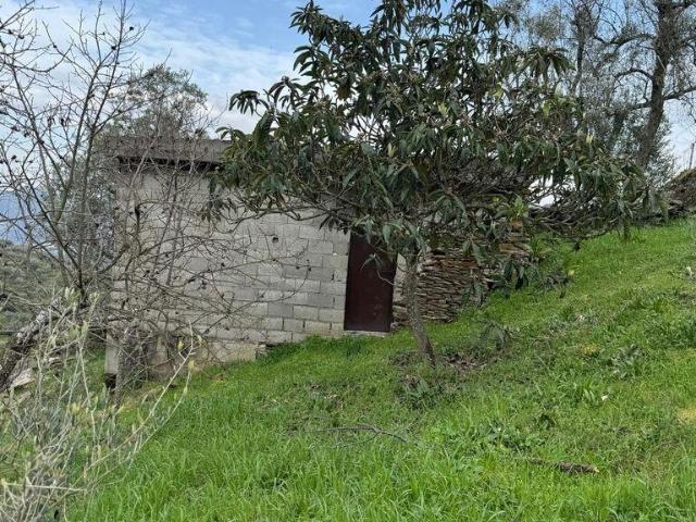 Terreno Agrícola em Tabuaço