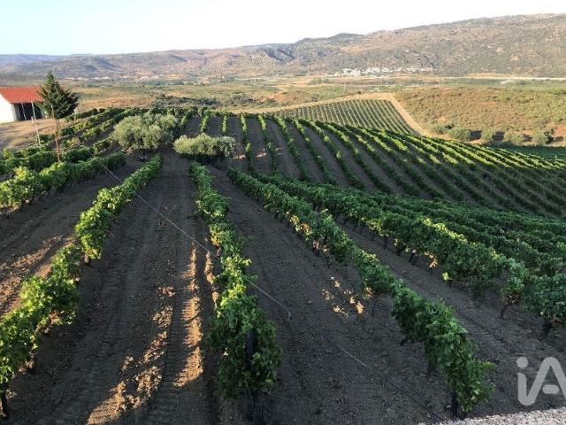 Terreno Agrícola em Vila Flor e Nabo