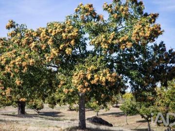 Terreno Agrícola em