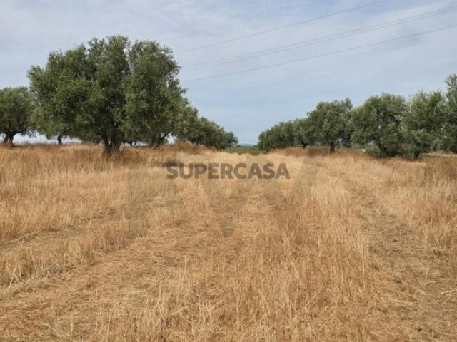 Terrenos agrícola junto à aldeia de Pedrógão do Alentejo Vidigueira