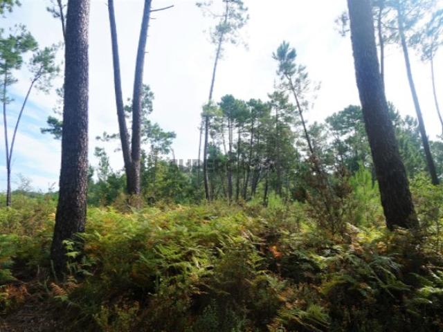 Terreno agrícola para venda a 5 min. do centro de Monção