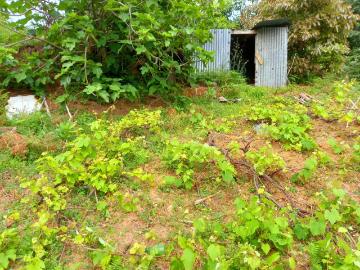 Terreno agrícola Porto da Cruz Machico