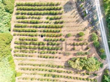 Terreno Agrícola São Gregório Caldas da Rainha