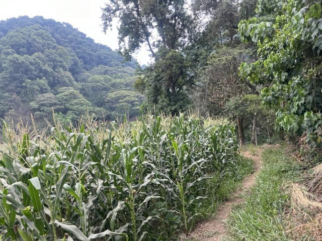 TERRENO AGRICOLA
