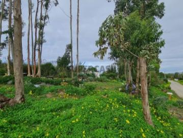 Terreno agrícola 2.000 m2 | A dos Cunhados, Torres Vedras