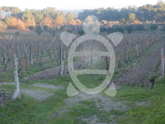 Terreno Agrícola
