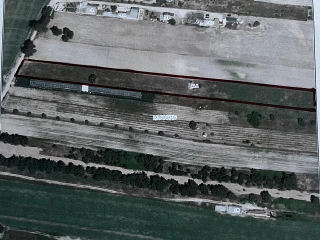 Terreno rustico 5000m2 com casa rustica 50 m2 em Marinhais