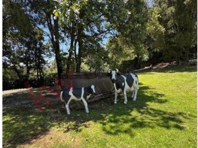 Terreno arbolado en venta en Malinalco | 3,902 m2 de naturaleza y plusvalía