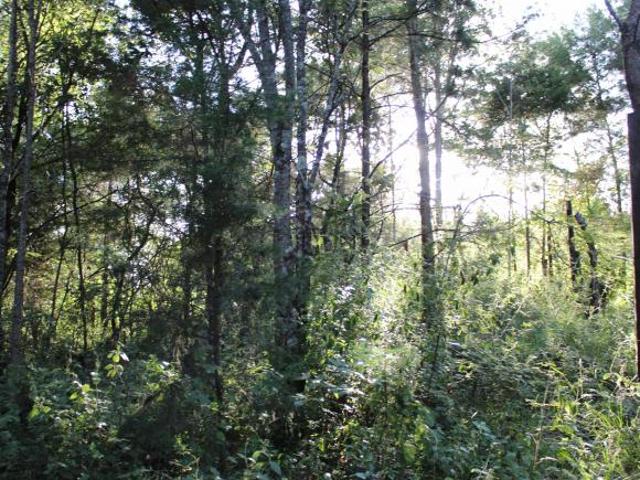 Terreno arbolado en venta, rodeado de bosque, 15km en el sur de San Cristobal