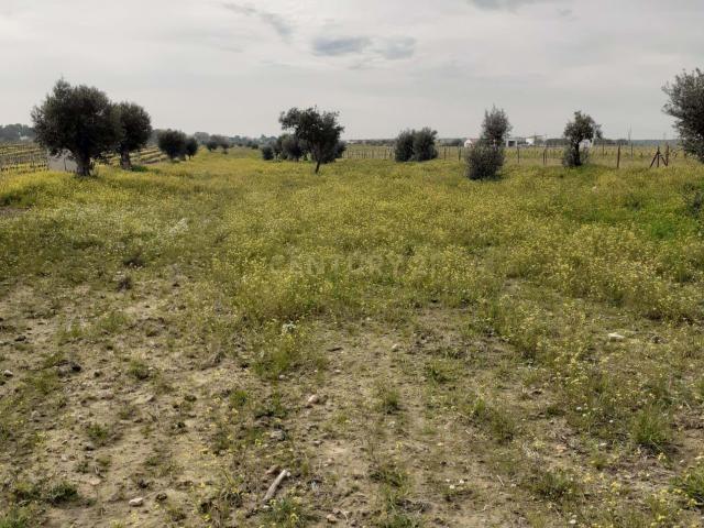 Terreno ás portas de Reguengos de Monsaraz