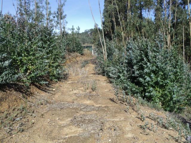 Terreno / Baião, Gove