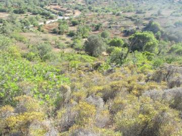 Boliqueime, Loulé, Distrito de Faro, Algarve
