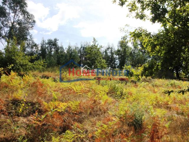 Terreno com 3600 m² e Duas Ruínas — Excelente Oportunidade em Zona Tranquila de Friande