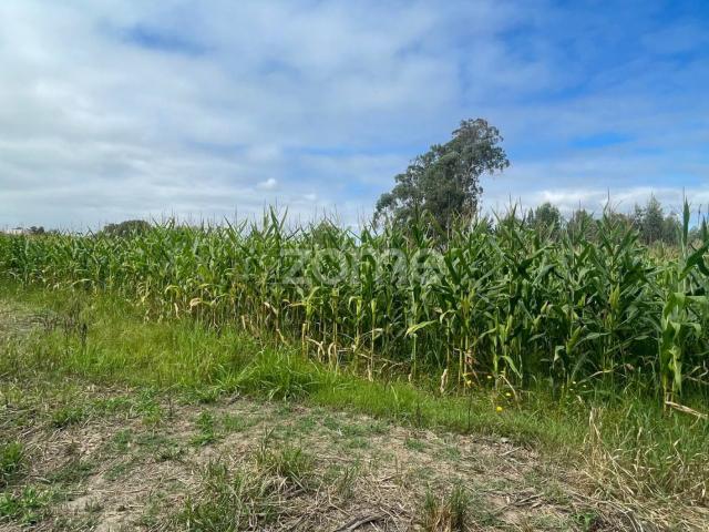 Terreno | Cultivo | Venda