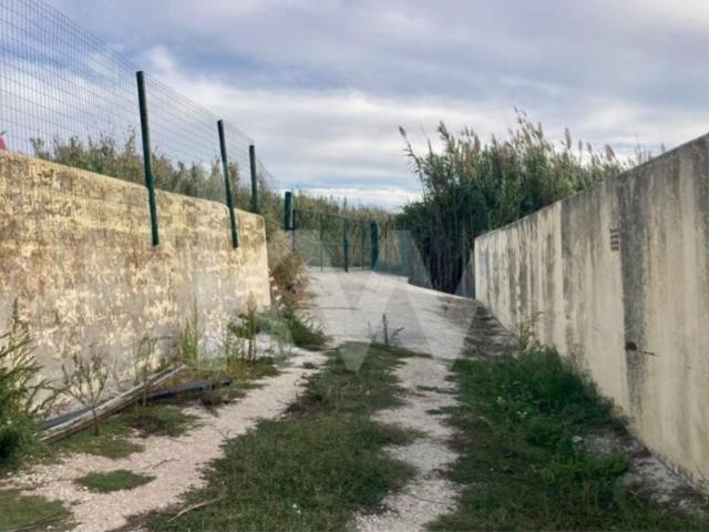 Terreno c/ 11.750 m2 de Pomar de Limões na Encarnação