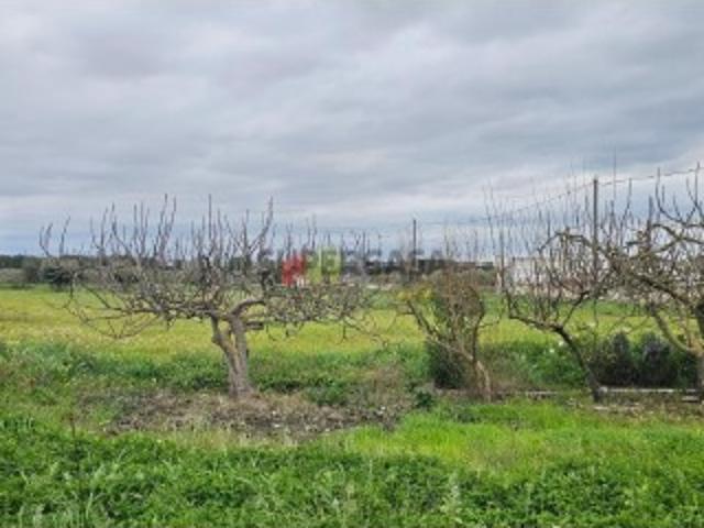 Terreno c/ viabilidade de construção de atividades económicas N.S Neves, Beja