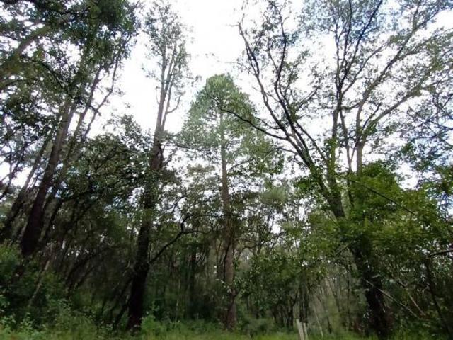 Bosque Privado 2.8 Ha Cahuacán | Reserva Patrimonial o Copropiedad | IFREM