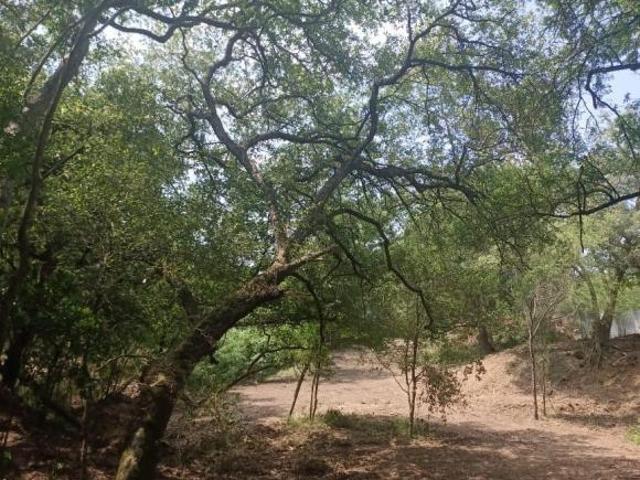 Terreno Campestre de 4,872 m2 en Venta en Canoas, Montemorelos N.L